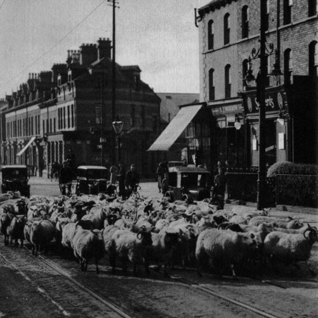 Wherever you go in Northern Ireland, even in city streets, you are apt to meet a herd of sheep or cows. Remember the animals have the right of way.