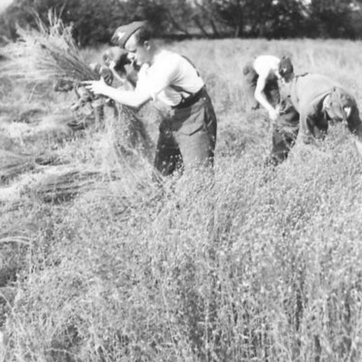 Members of 560th Battery, 90th Anti-Aircraft Regiment, Royal Artillery based at Glenavy, Co. Antrim help with pulling flax on the farm of W.L. Young at Ballyutoag, Co. Antrim.