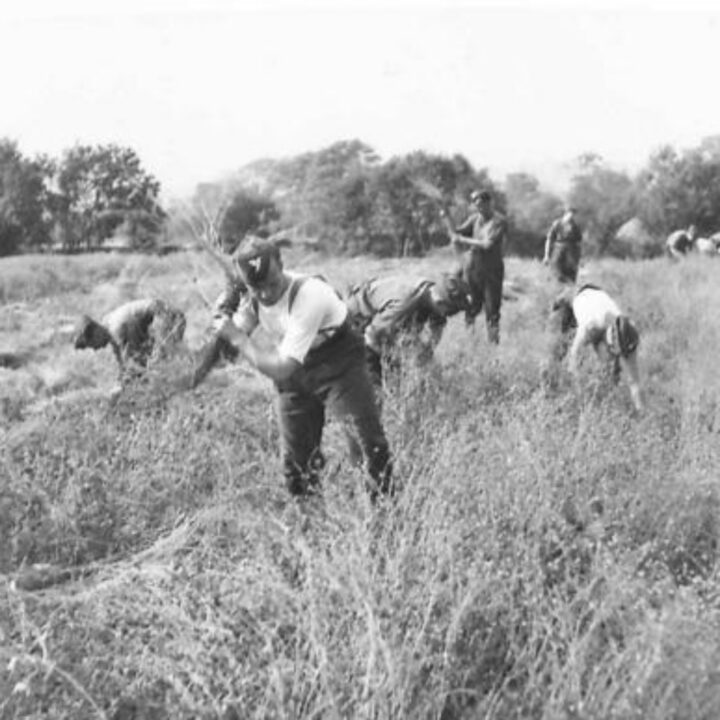 Members of 560th Battery, 90th Anti-Aircraft Regiment, Royal Artillery based at Glenavy, Co. Antrim help with pulling flax on the farm of W.L. Young at Ballyutoag, Co. Antrim.