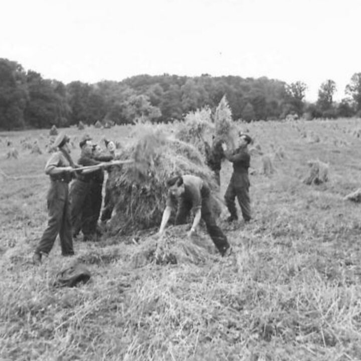 British Army soldiers at work stooking oats on a ten-acre field near an Ordnance Store site at White Lodge, Shane's Castle, Randalstown, Co. Antrim.