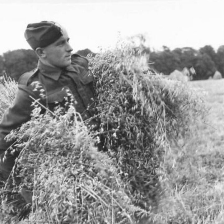 A British Army soldier at work bringing in sheaves of oats on a ten-acre field near an Ordnance Store site at White Lodge, Shane's Castle, Randalstown, Co. Antrim.