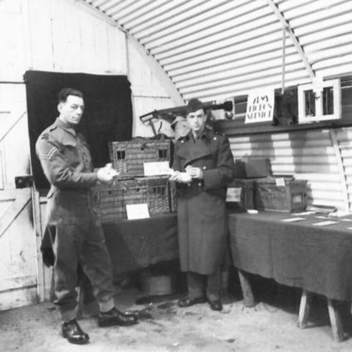 An officer and a corporal take pigeons from their carriers. This picture is part of a series taken at a Signal Corps Exhibition in Lisburn, Co. Antrim.