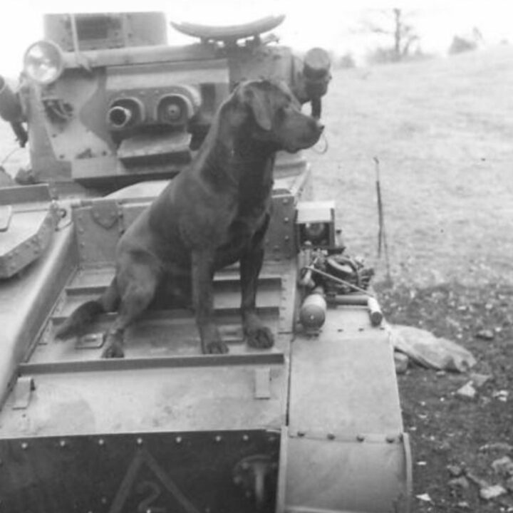 The regimental mascot dog on a Mark VI Light Tank before a training exercise. A and B Squadron, 2nd Battalion, Fife and Forfar Yeomanry, Royal Armoured Corps attached to 53rd (Welsh) Infantry Division training at Derrymore House, Bessbrook, Co. Armagh.