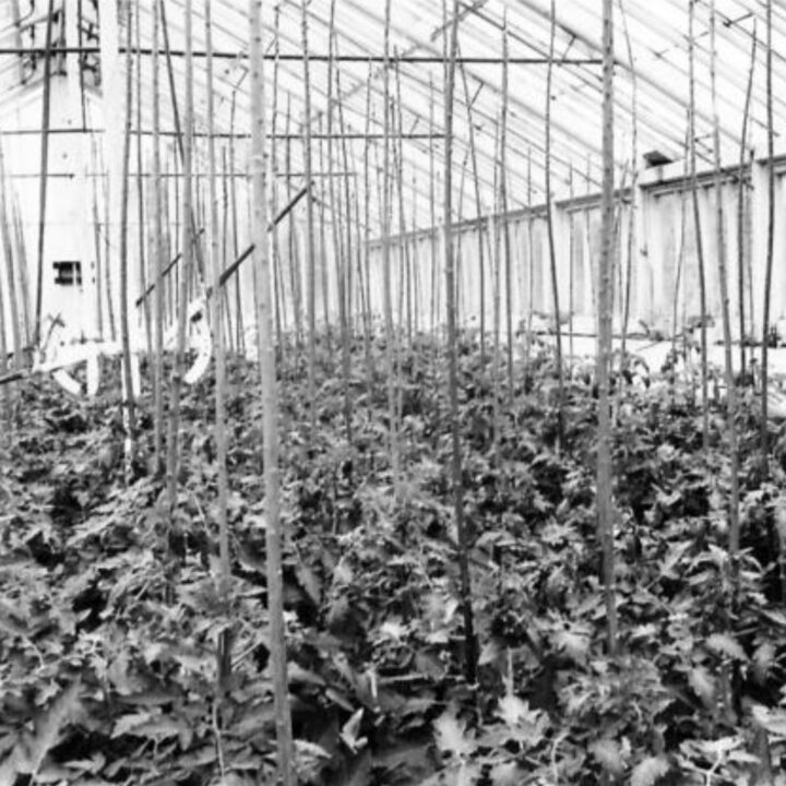 A greenhouse full of tomato plants on farmland near Shane's Castle, Randalstown, Co. Antrim. During the Second World War, soldiers based in Northern Ireland received tuition in agricultural techniques to help with the war effort.