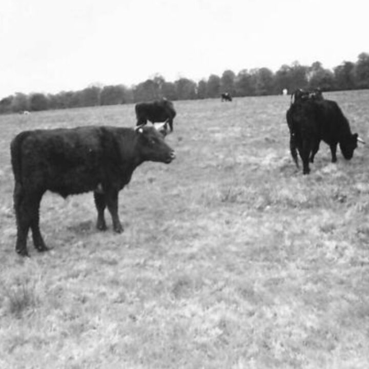 Cattle grazing on farmland near Shane's Castle, Randalstown, Co. Antrim. During the Second World War, soldiers based in Northern Ireland received tuition in agricultural techniques to help with the war effort.