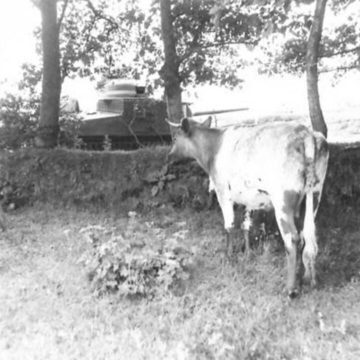 Cattle grazing in a field as M3 Lee Medium Tanks of a United States Army Armored Division roll by as part of Exercise Defiance near Carrickfergus, Co. Antrim.